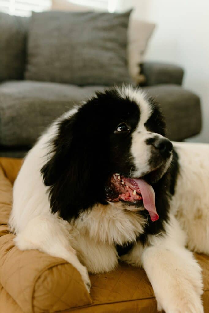 non-toxic pet bed