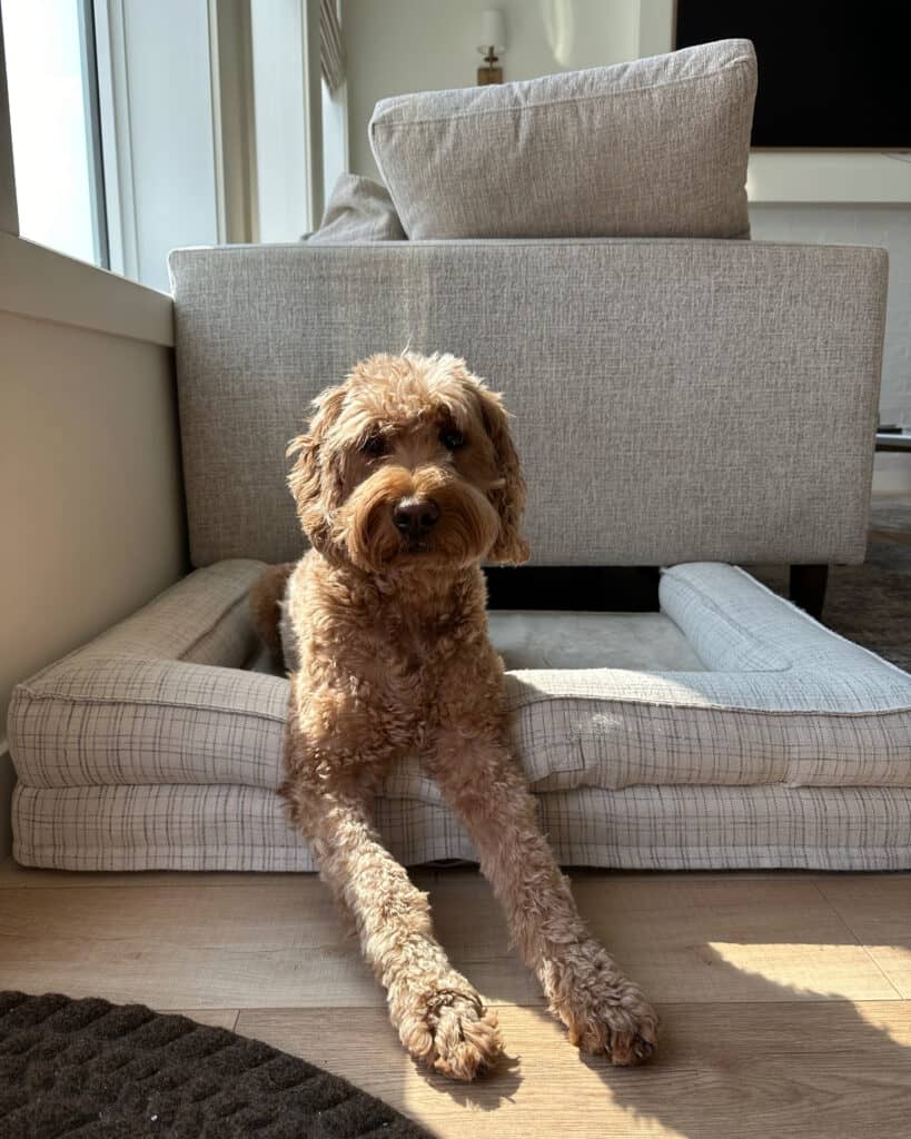 safe pet beds in Canada