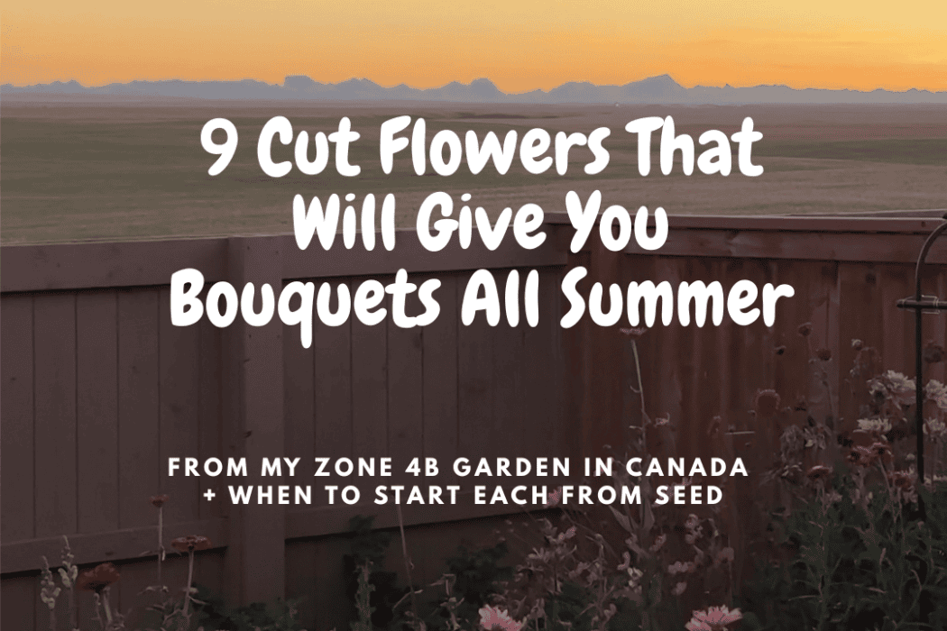 The Best Cut Flowers for Canadian Gardens (Including My Zone 4B Favorites)