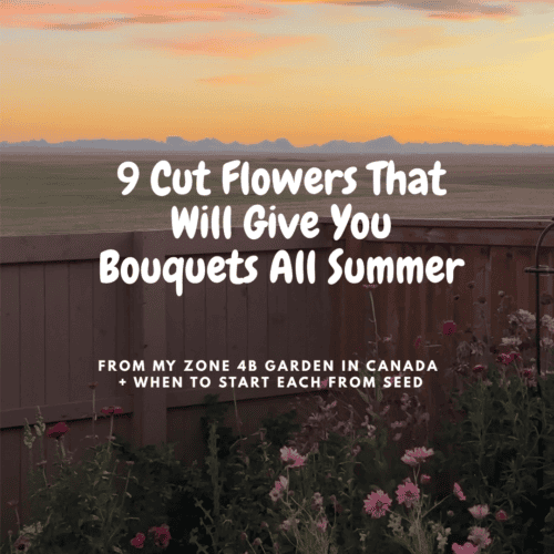 growing cut flowers