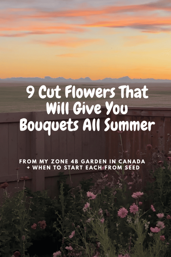 The Best Cut Flowers for Canadian Gardens (Including My Zone 4B Favorites)