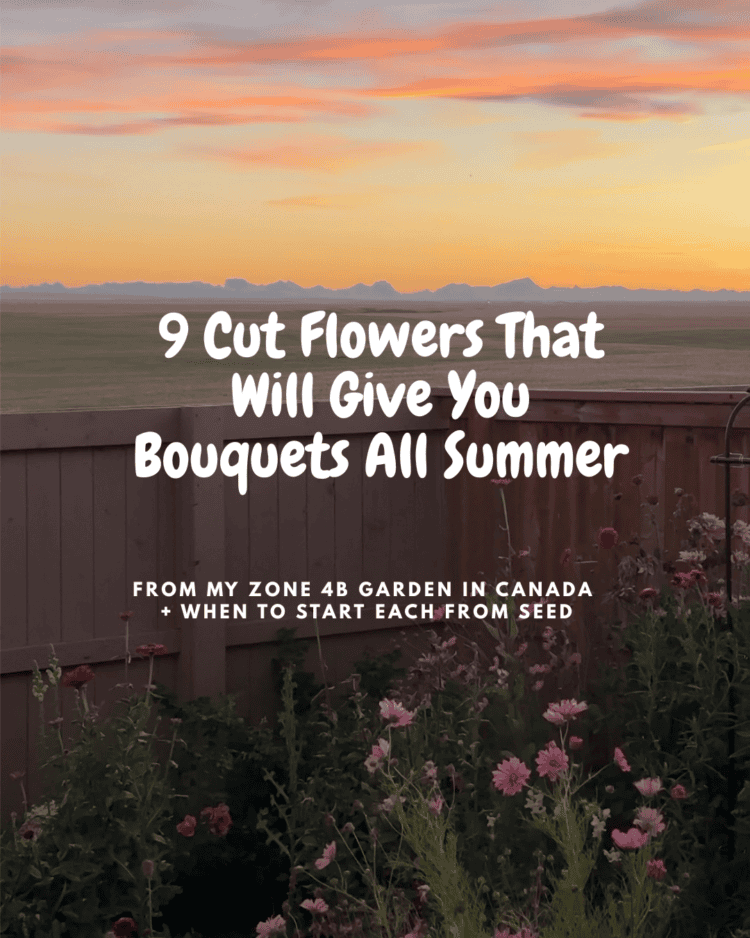 growing cut flowers